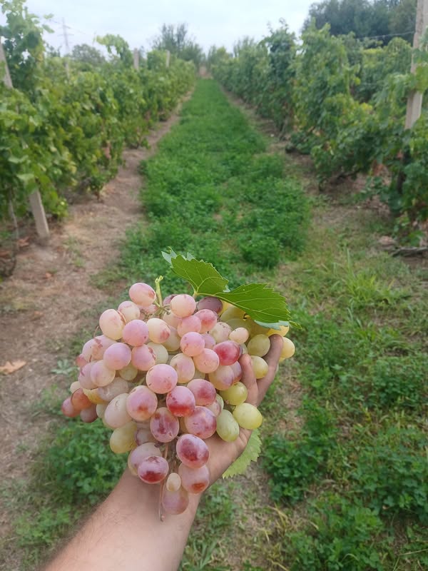 🍇 «ANAHİT» TELEVİZYONU İZLE 🍇 — 200֏