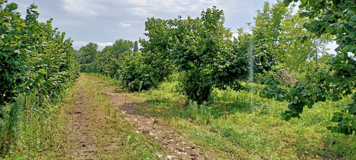 Land plot, Lagodekhi — $25,000