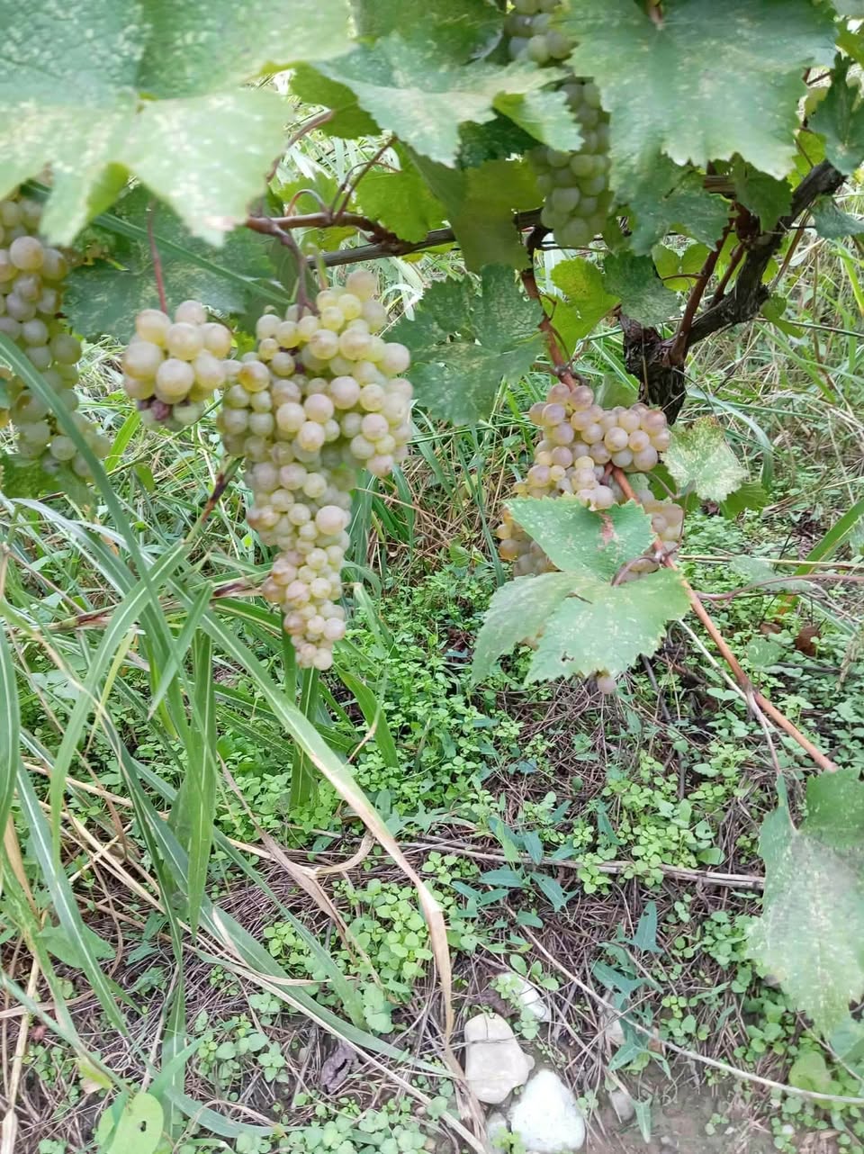 Satılık kırmızı detaylar için bize ulaşın