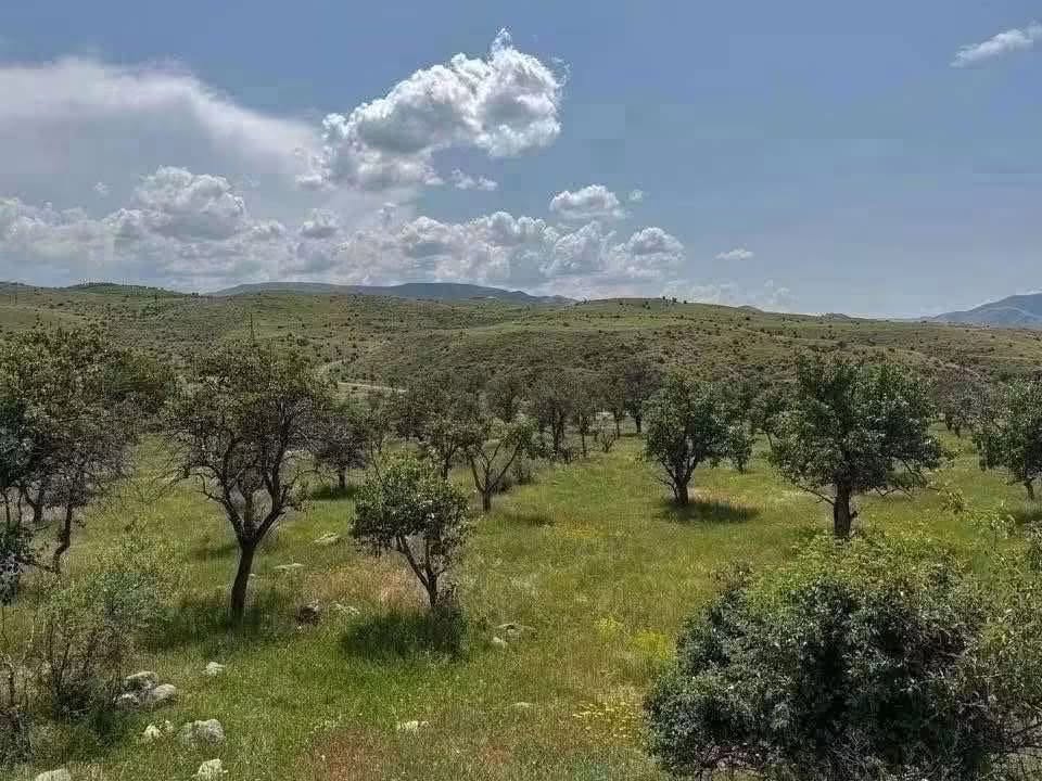 Arazi, Abovyan