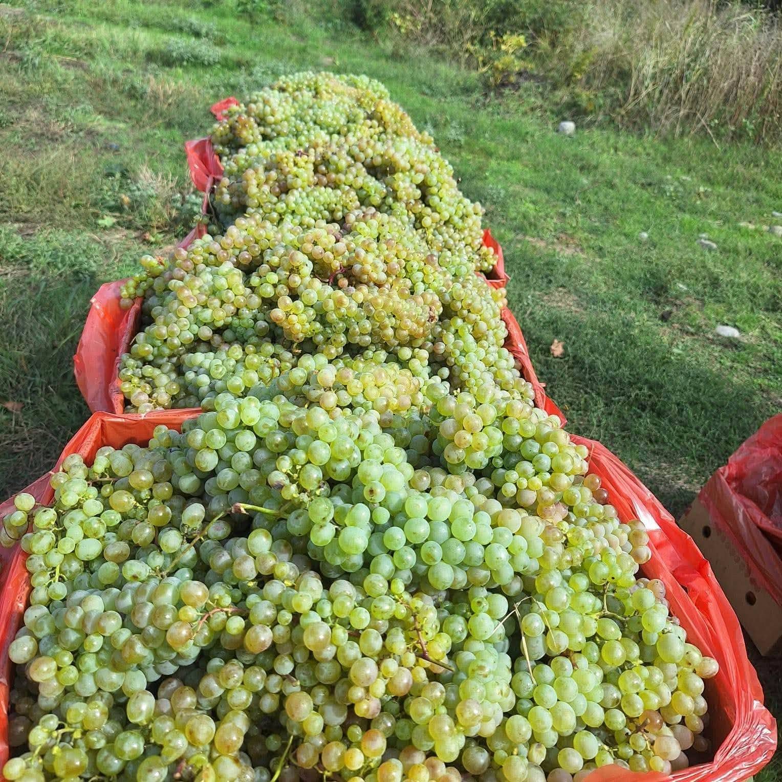 Ara beni. Kachetiden geliyorum. Pazardan size getiriyorum.