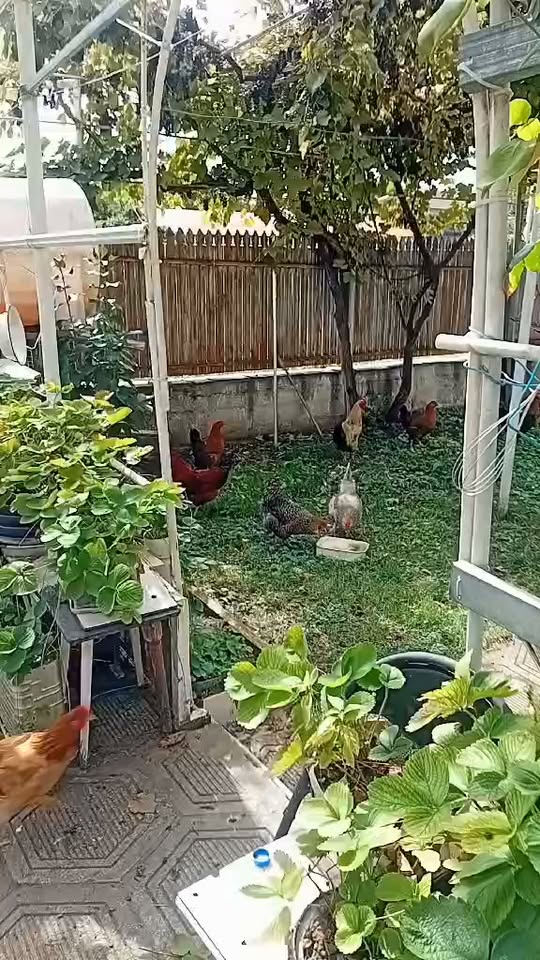 Saguramo'da 15$'a yumurta üreten tavuk satılır