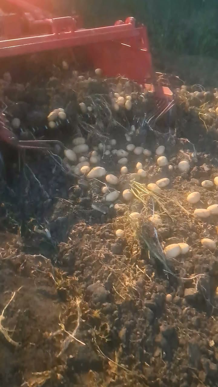 Potatoes are sold in Kareli district for approximately 5