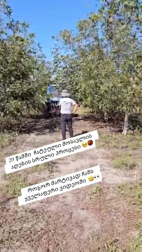 🤗👀გვინდა გაცნობოთ, რომ უკვე დავიწყეთ კაკლის
