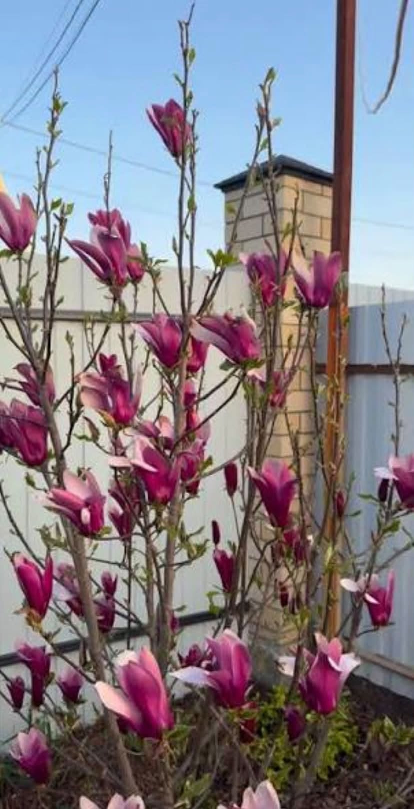 Magnolia tree. 16 azn