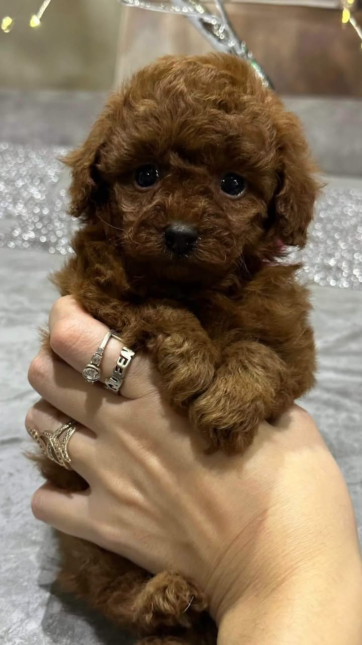 Toy poodle puppy, 2 months old