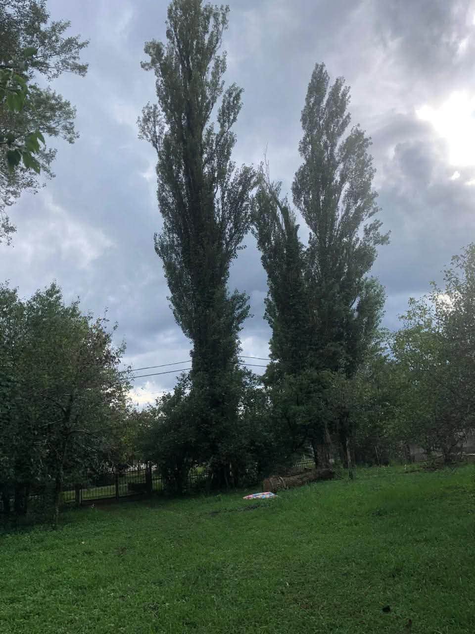 Հին Աբաշայում վաճառվում են կտրված կաղնիներ