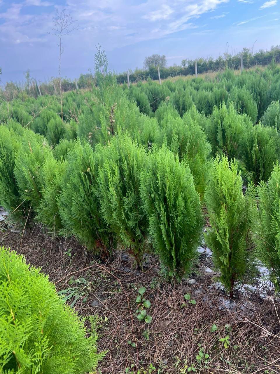 Bizim çəpər və kompakt kök var - 10₾