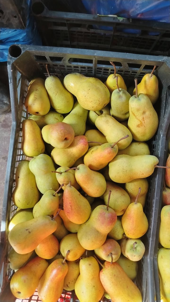 🧅 1.30 ₾/კგ — orta boy soğan
