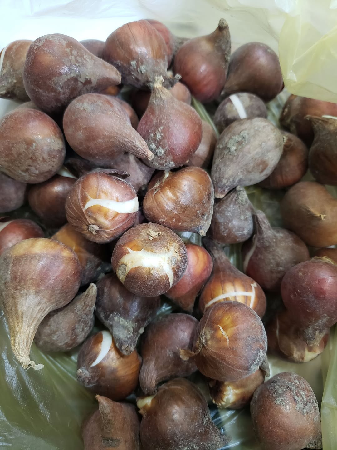 Renkli karpuz çekirdekleri var. 2.50