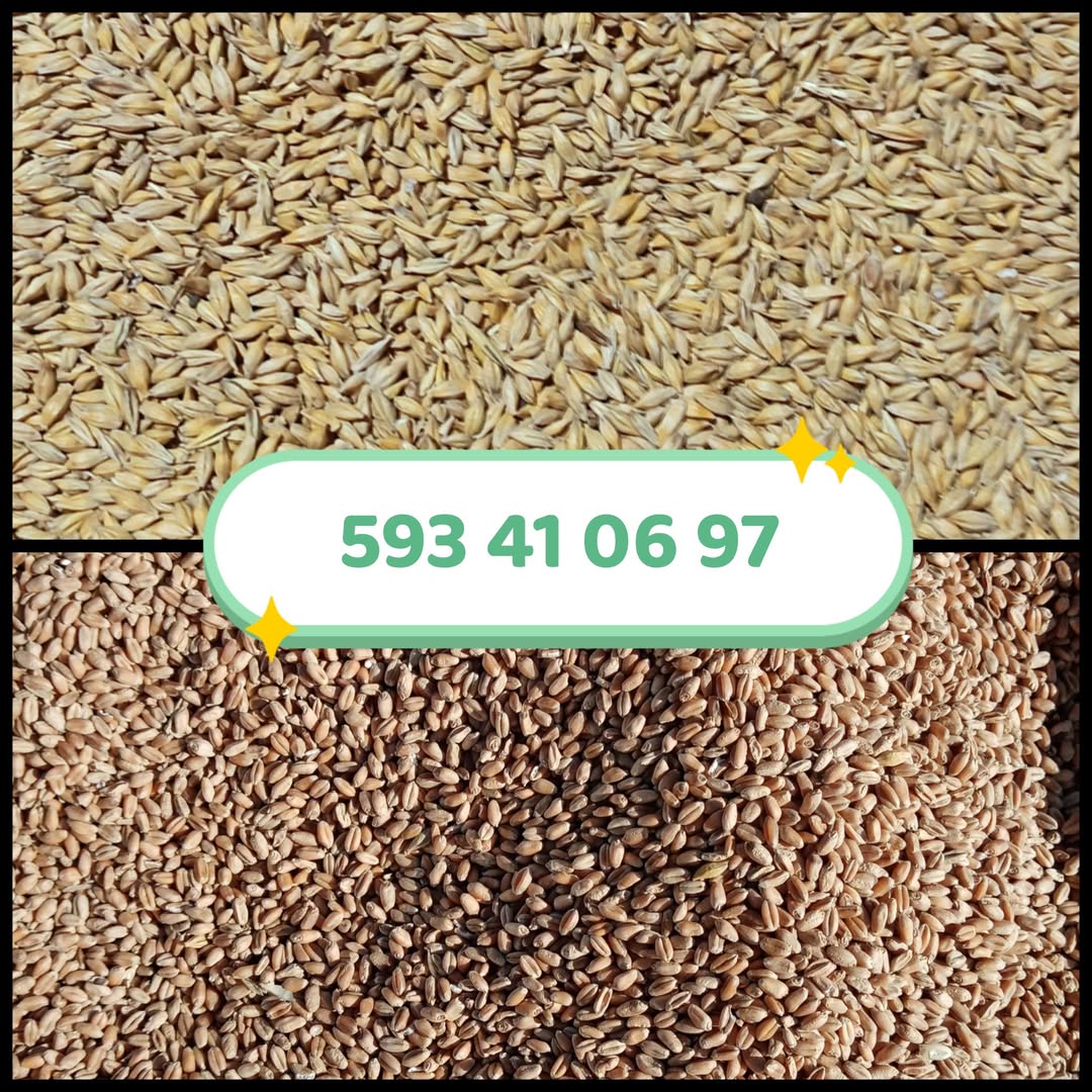 Arpa ve buğday satılır, evinize teslim edilir — 0.65₾