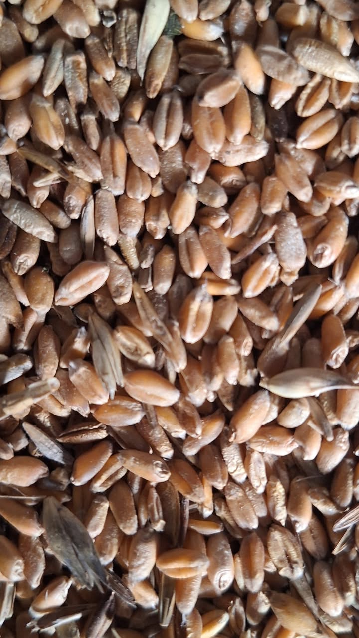 In Uyts village of Sisian, spring wheat is sold — 120₺