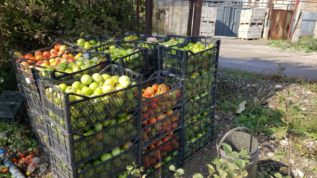 Satılık domates olgun/yeşil/çürük 1kg fiyatı 2.30