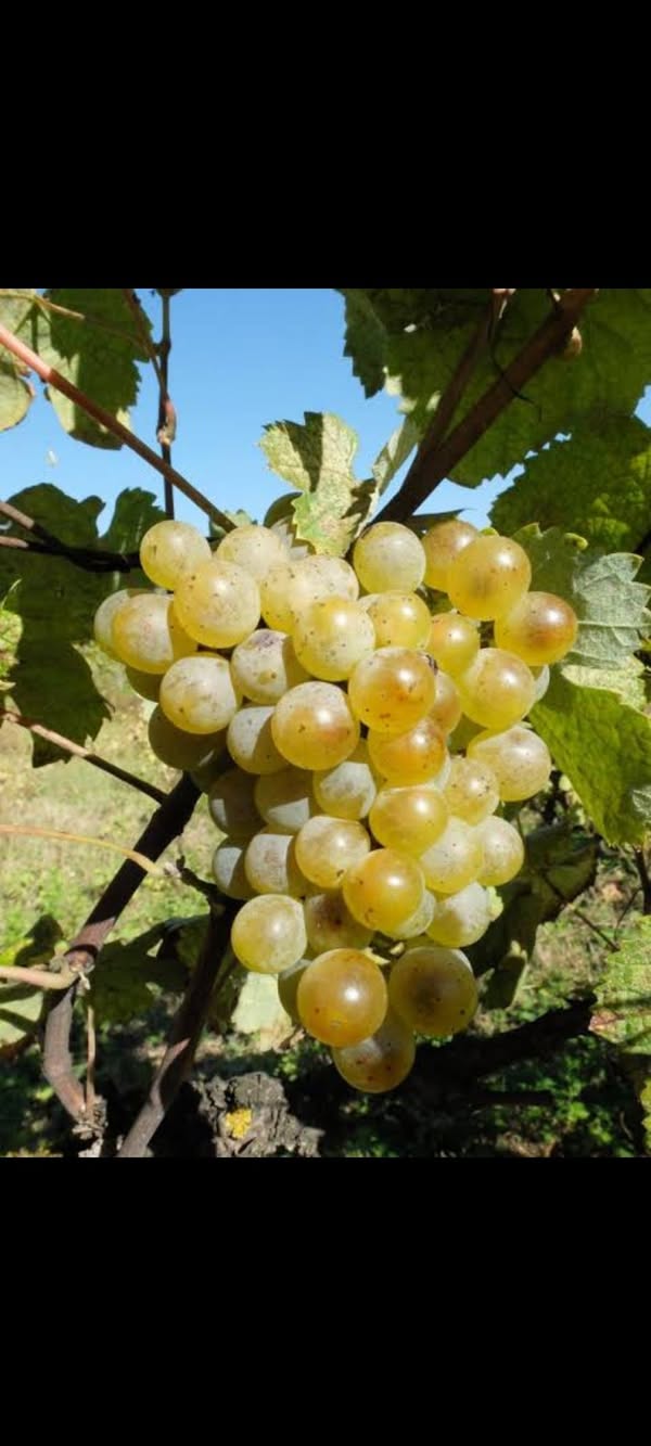 Zestafoni'de 2. sınıfta Krakhuna satılık. Fiyatı — 4₾