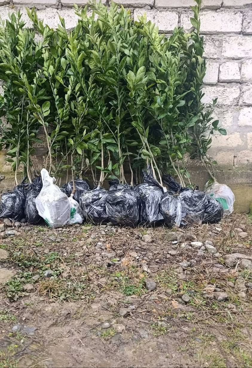 22 oktyabrda Ozurgetiyə getmişik, sifarişləri qəbul edirik