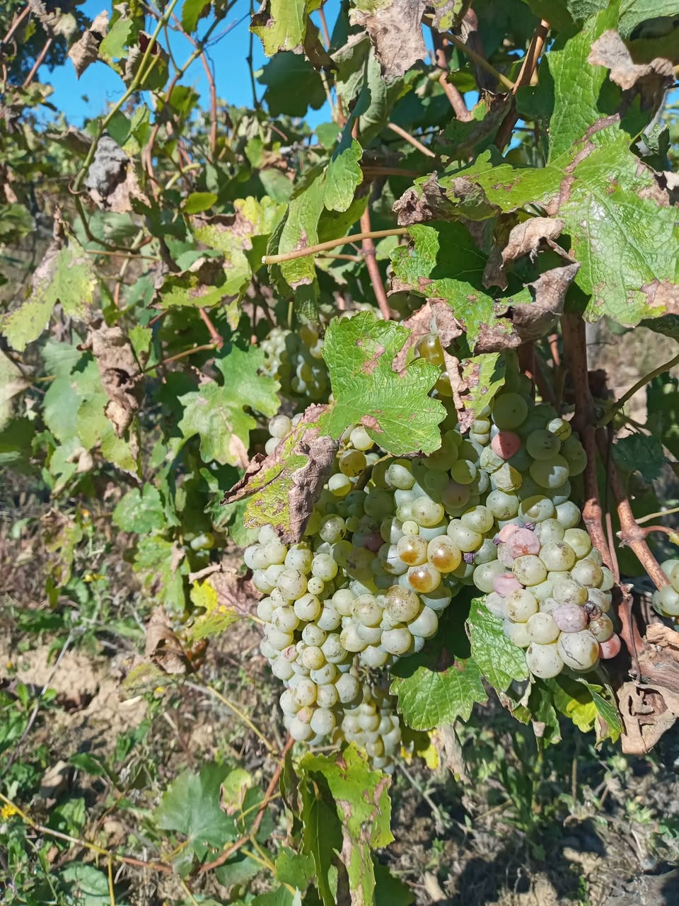 Haşuri bölgesinde karışık Goruli Mtsvane üzümleri satılıyor
