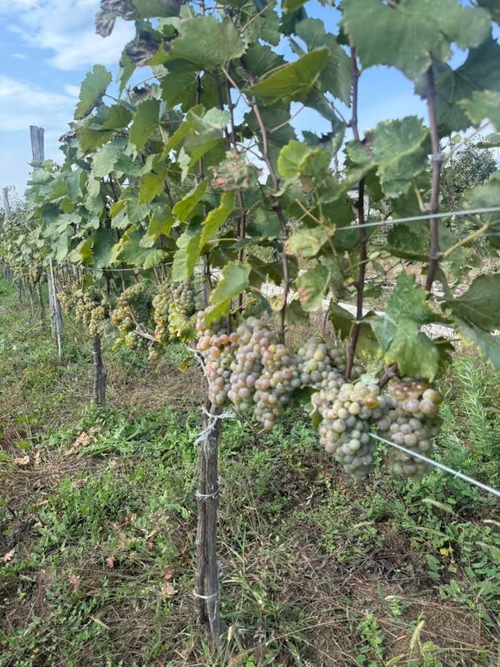 Satılık cicce Zestafoni fiyatı 2,50₾ -- 2.5₾