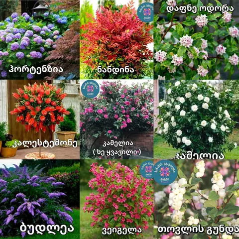 🍂🌹 საშემოდგომო დიდი ფასდაკლება 🌹🍂 🌹