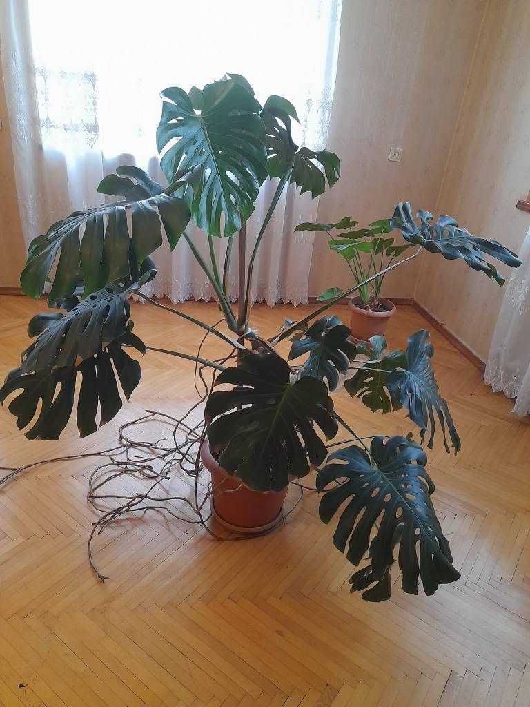 Monstera plant in a pot