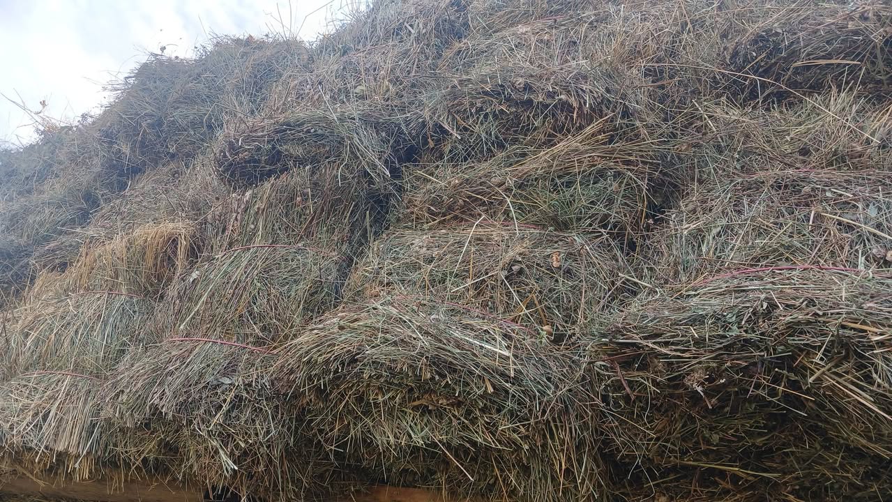 Մոտ է Ցալկայի խոտը պահեստից