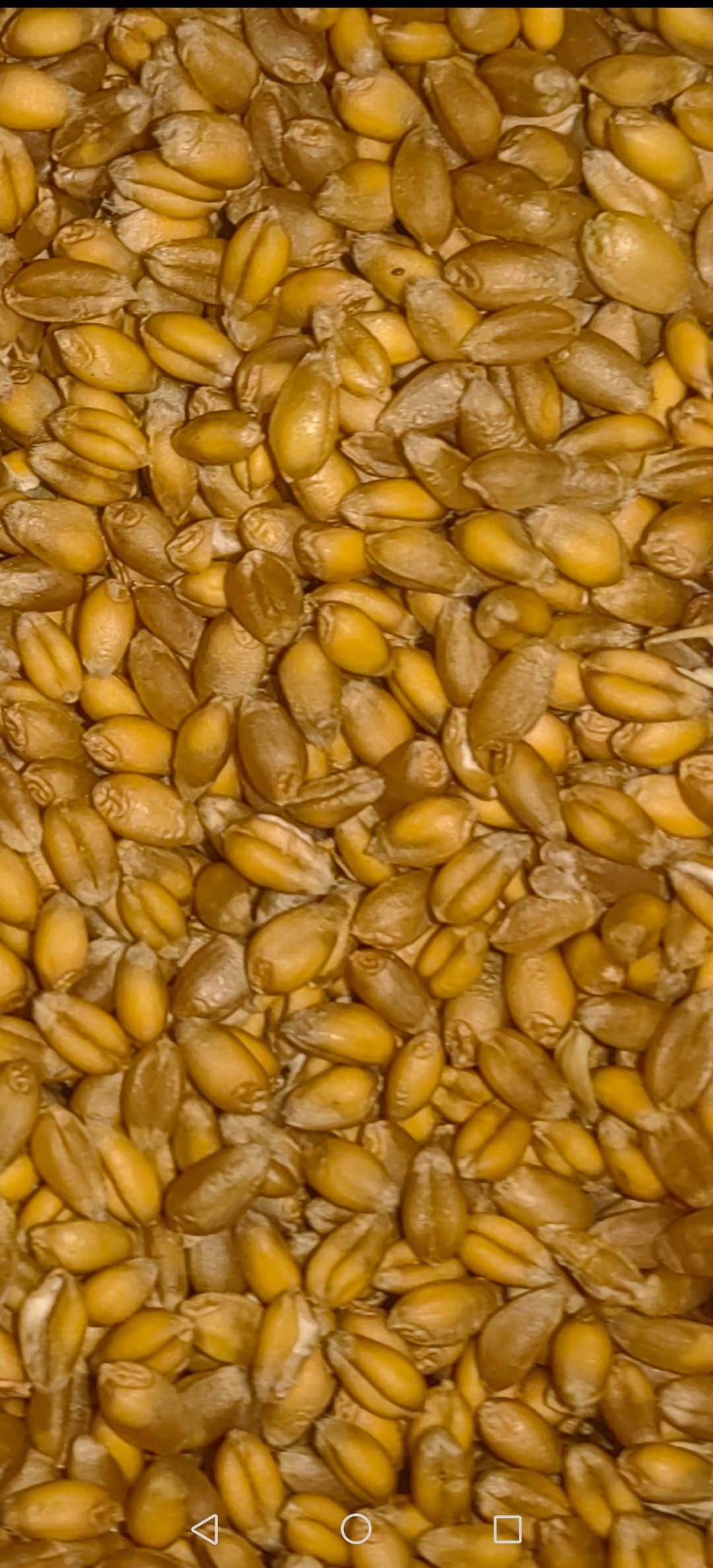 High-quality wheat seeds are for sale. Amicus