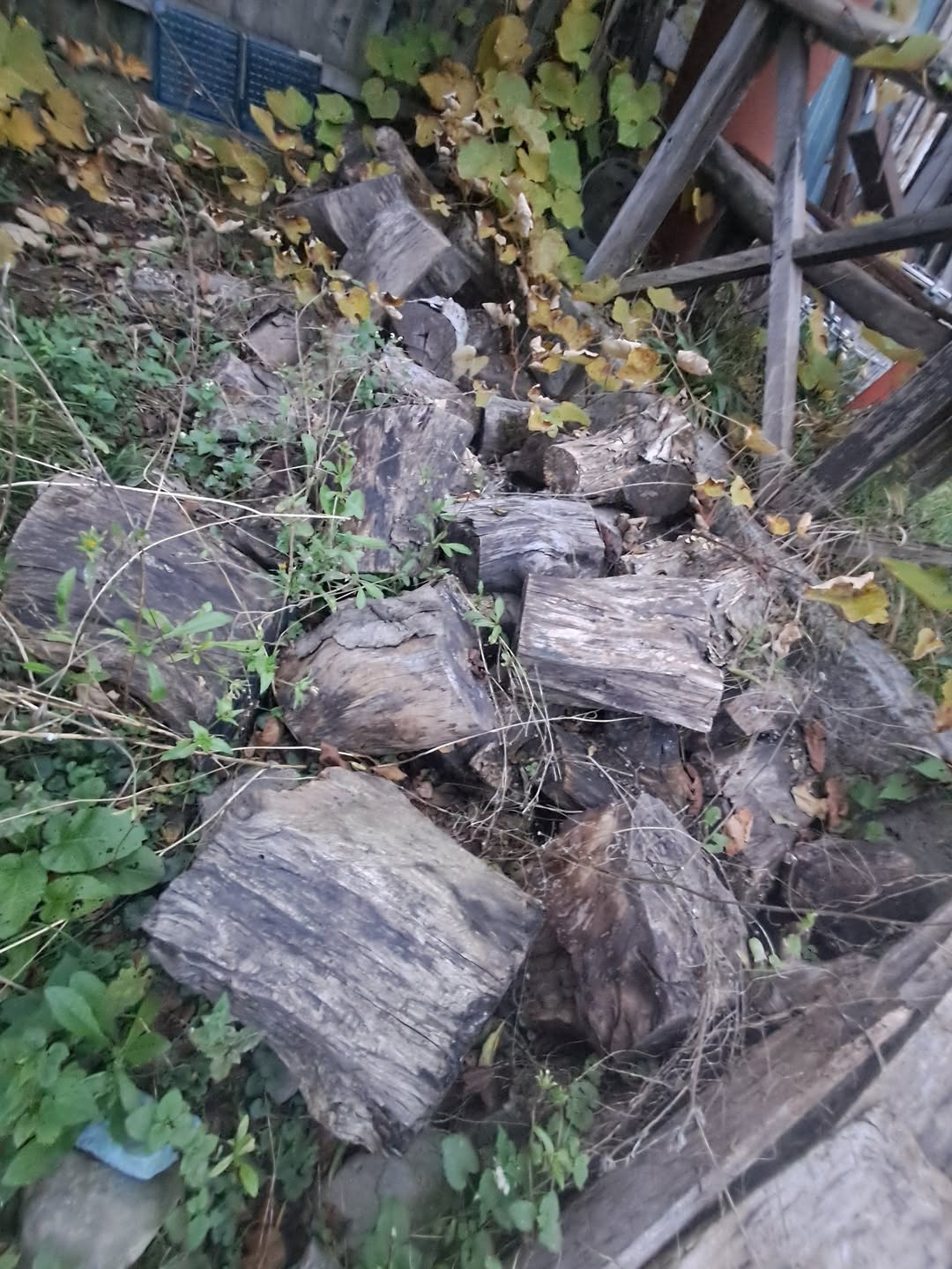 Ücretsiz olarak verilecek şeker