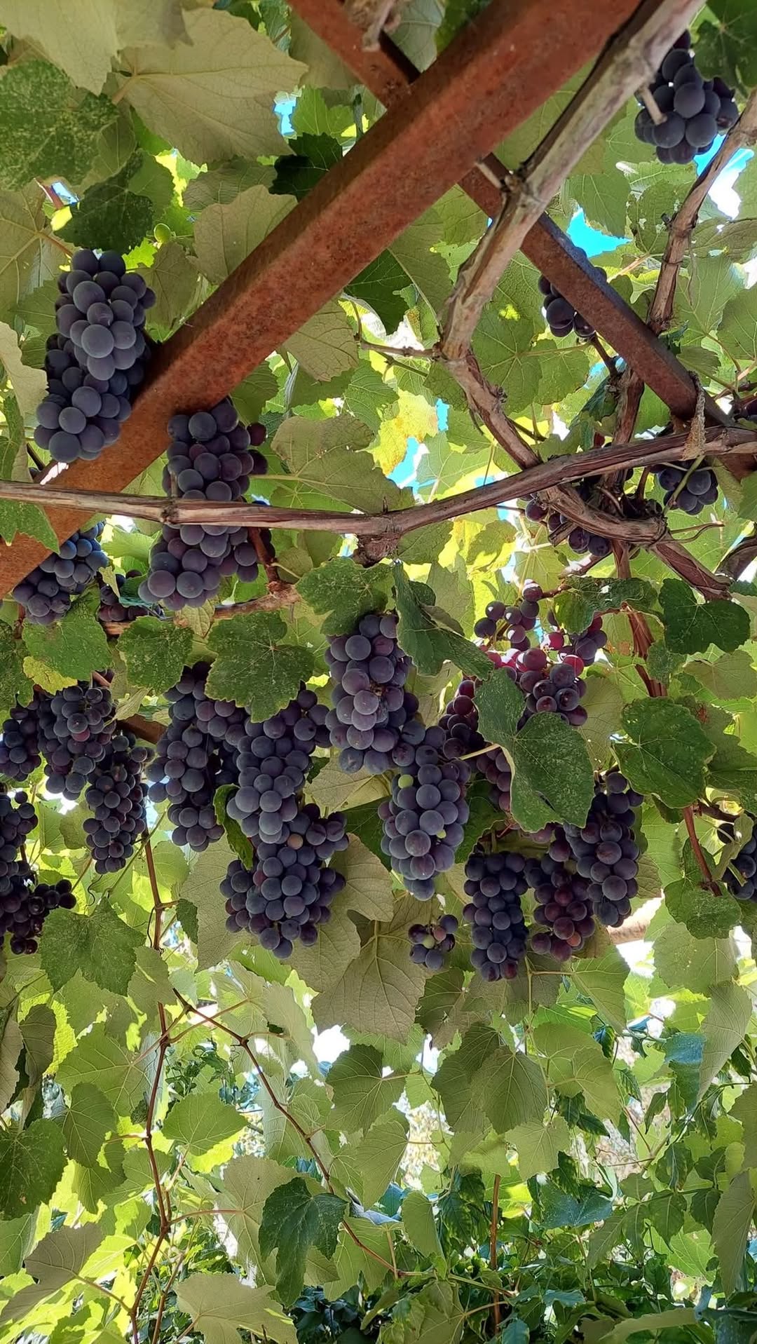 Grapes, untreated, 70-80 kg