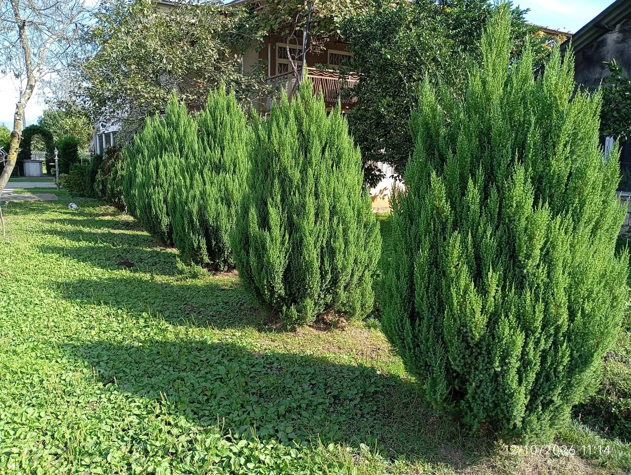 Satılır şam ağacları (Kanada növü) 🌲 Hündürlüyü: — 200₾