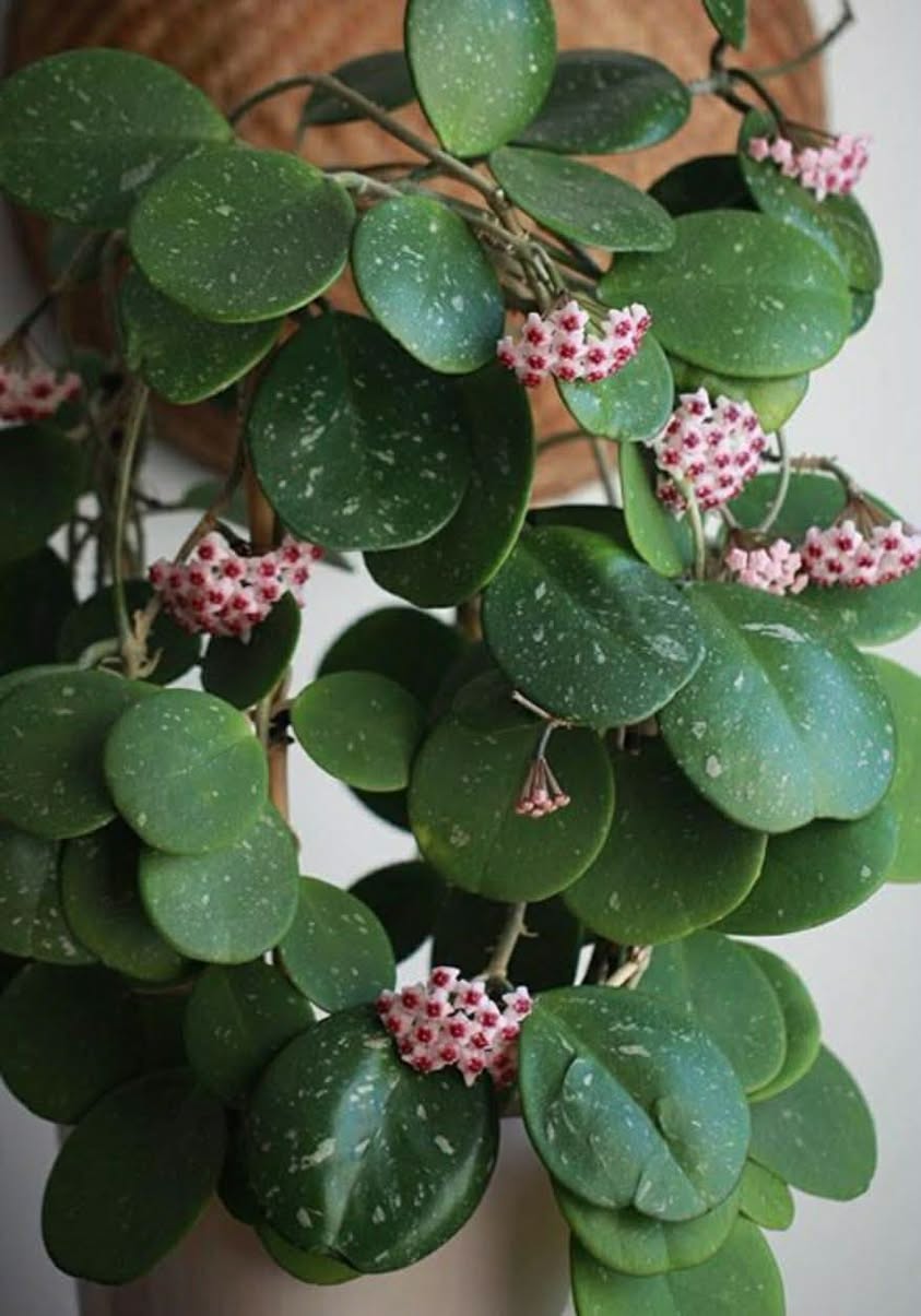 Her yerde Hoja Obavata fidanlarının fiyatları yazıyor.