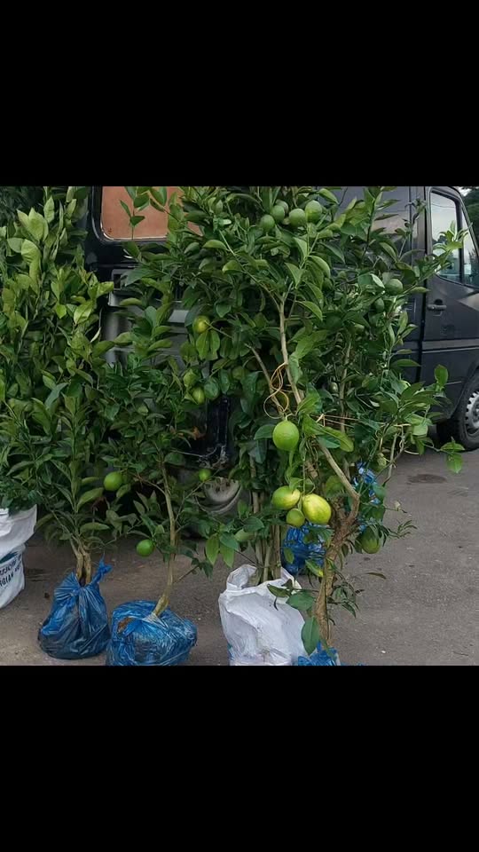 Yarın Zugdidi'de olacağım, her şeyim var