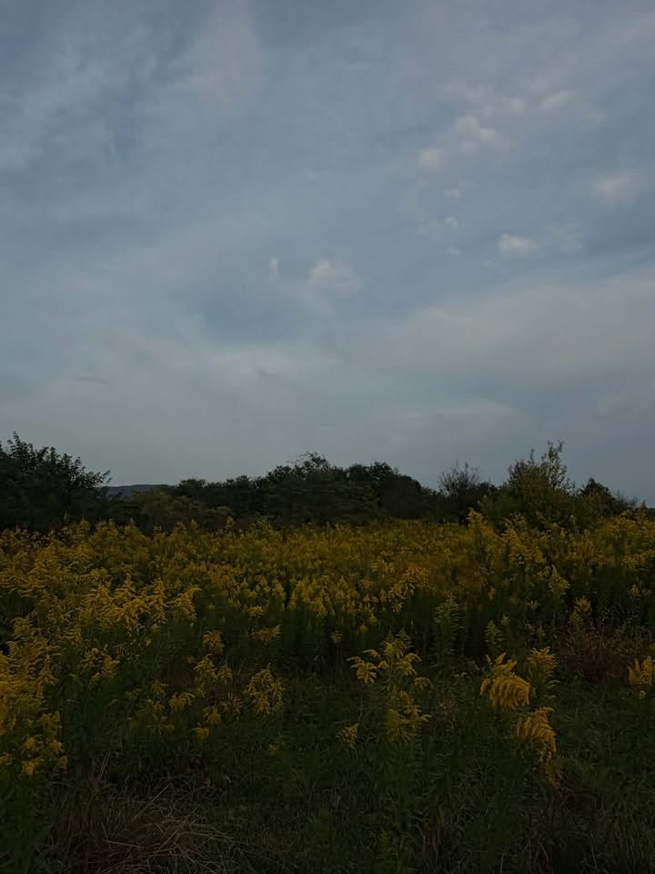 Land for sale in emergency in Tskaltubo on the road to Kutaisi.