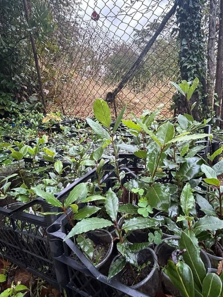 Iyideba dafnis nergebi chiqebshi garantirebuli ozurgeti