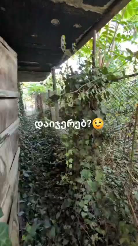 Ты думаешь?😉 🌿 От заброшенного двора к упорядоченному и