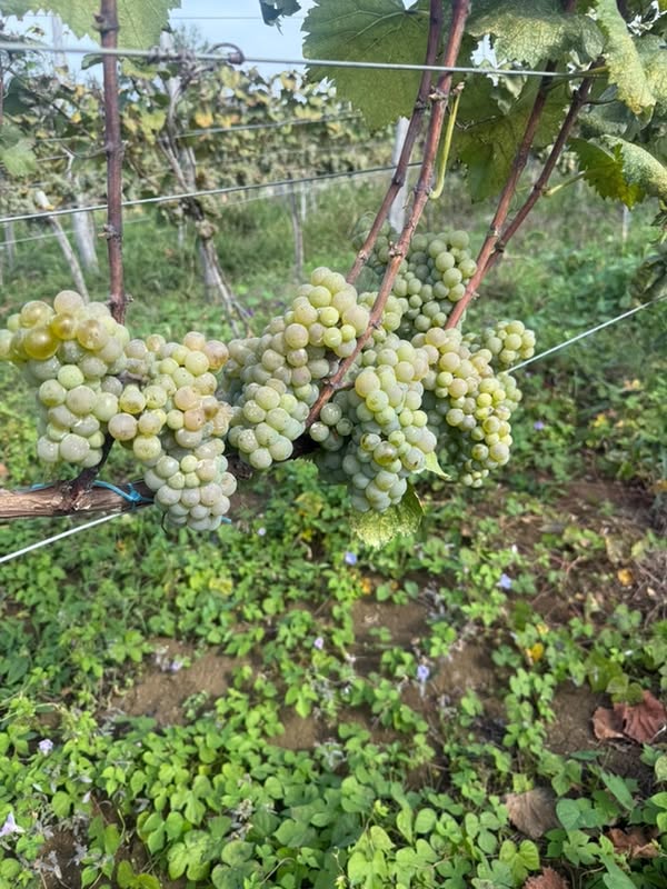 Satılır çiçək. Qiyməti 3 lari. Detallar üçün