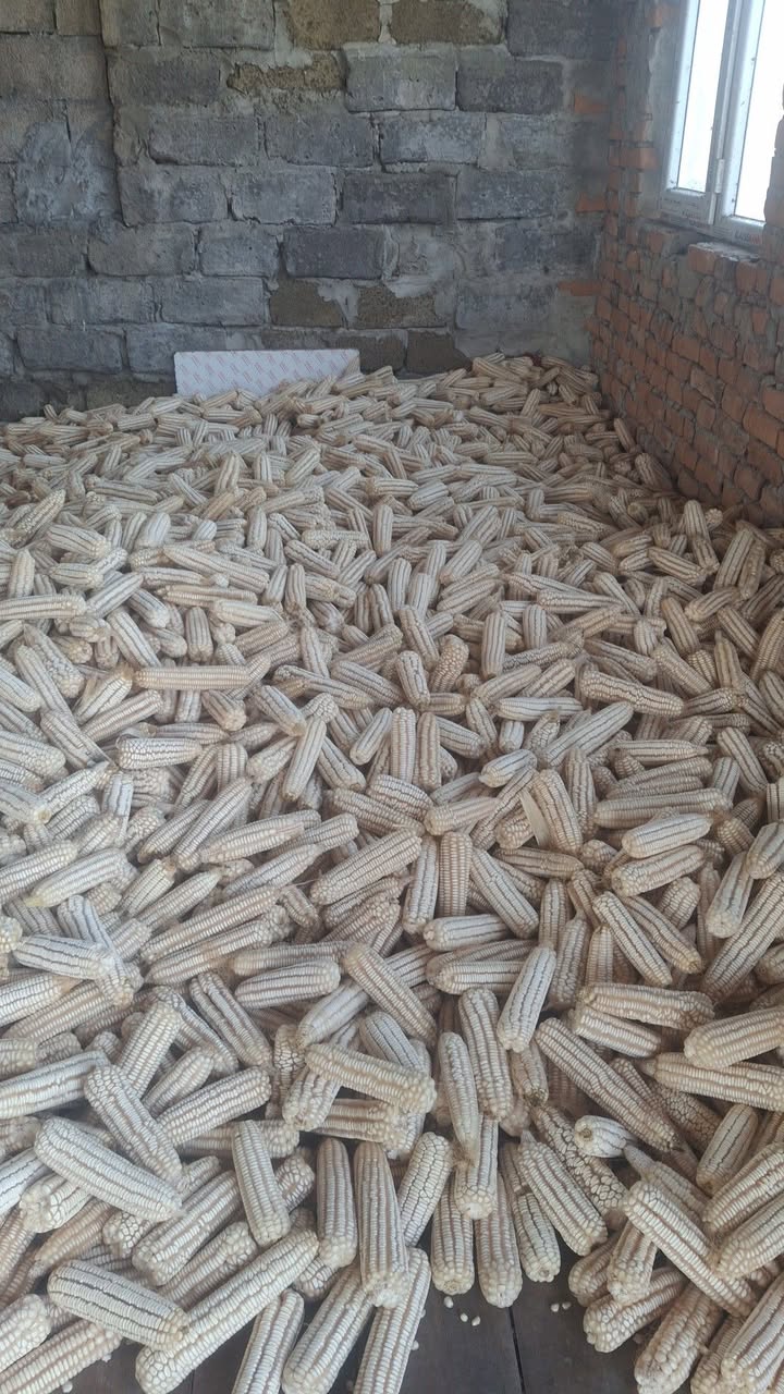 Abasha corn, not hybrid, 2 tons