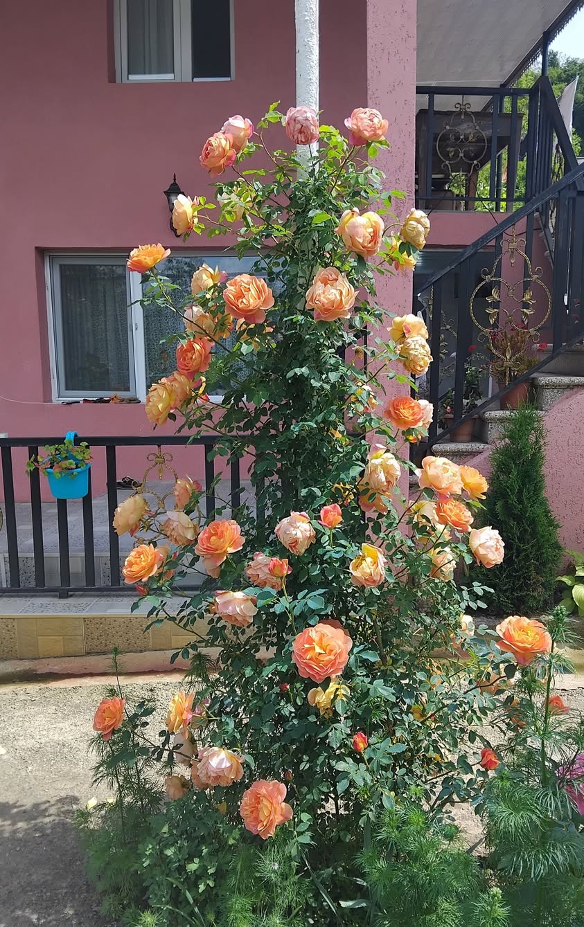 ლედი ოფ შალოტის ვარდის ნერგი 20ლ