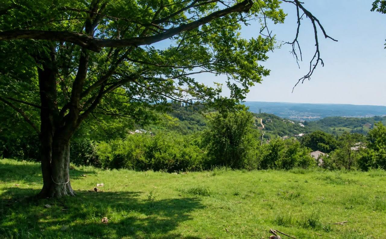 🏞 Վաճառքի է հանված գյուղատնտեսական նշանակության հողամաս Վրաստանում —