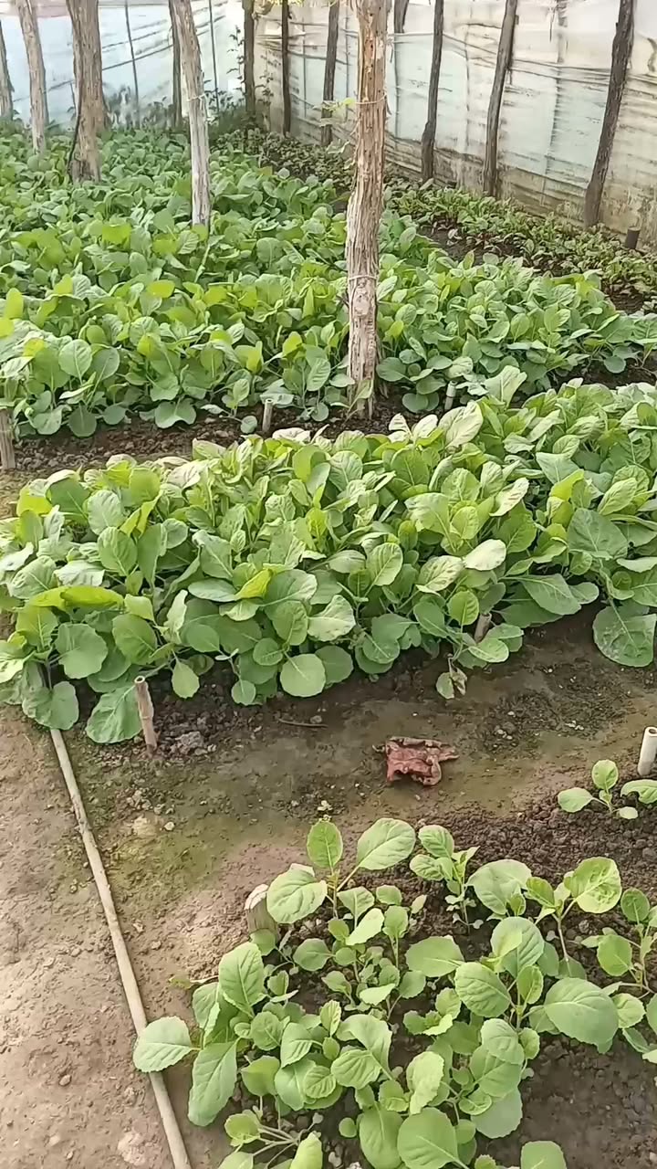 Cabbage seedlings for sale: Khorigula and Apsheron, 1 month old, Samtredia