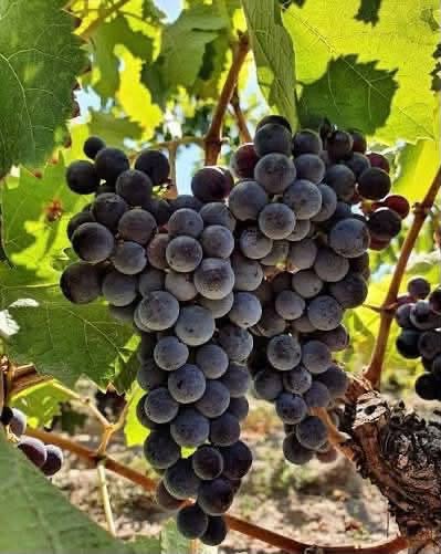 Şarab üzümü Kaxeti növü 150 dollar-dir
