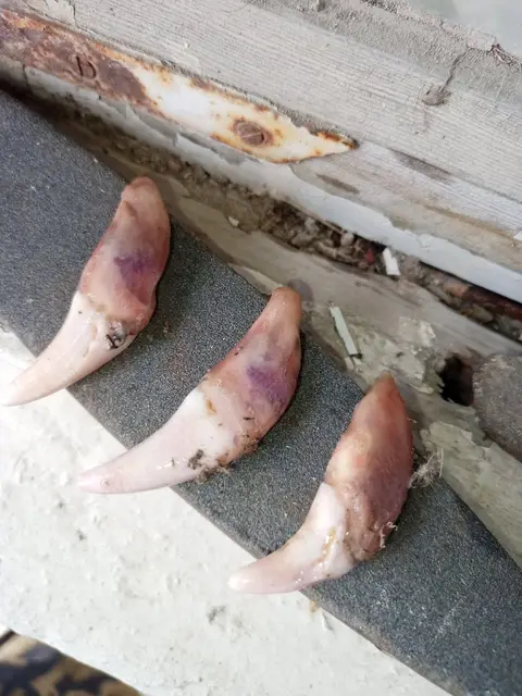 Avtomobil