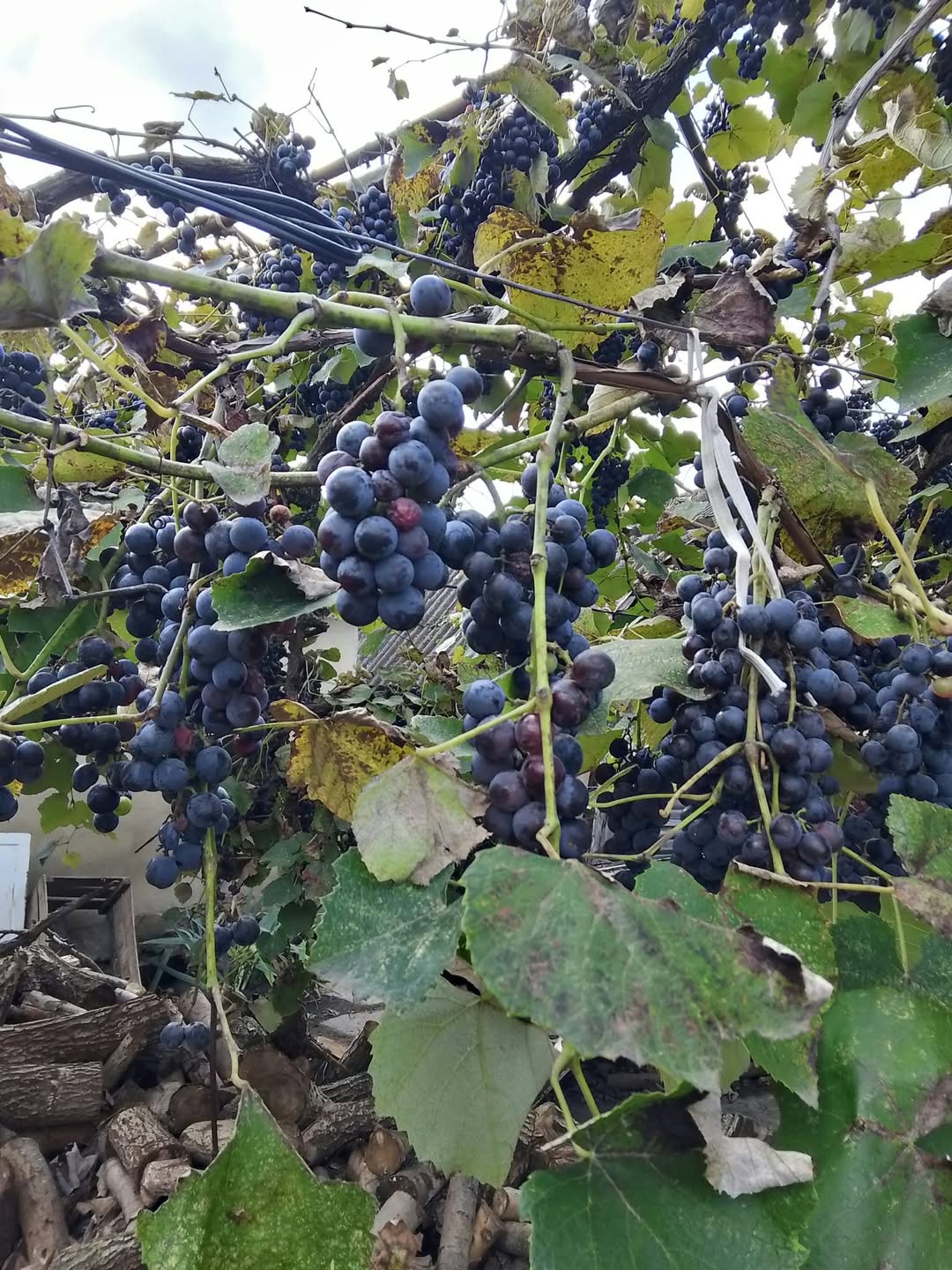 Ades üzüm satın alıyorum! Fiyat anlaşıldığı şekilde