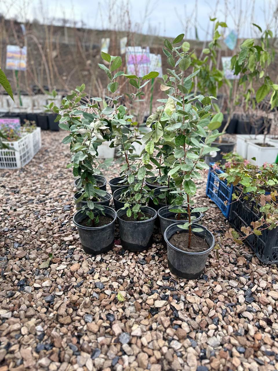 🌿 Richest Garden — Ձեր այգու