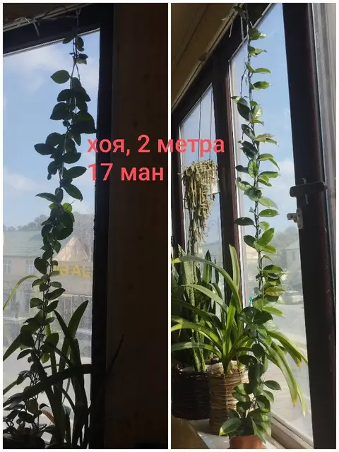 Hoya karnoza, müxtəlif ölçülər