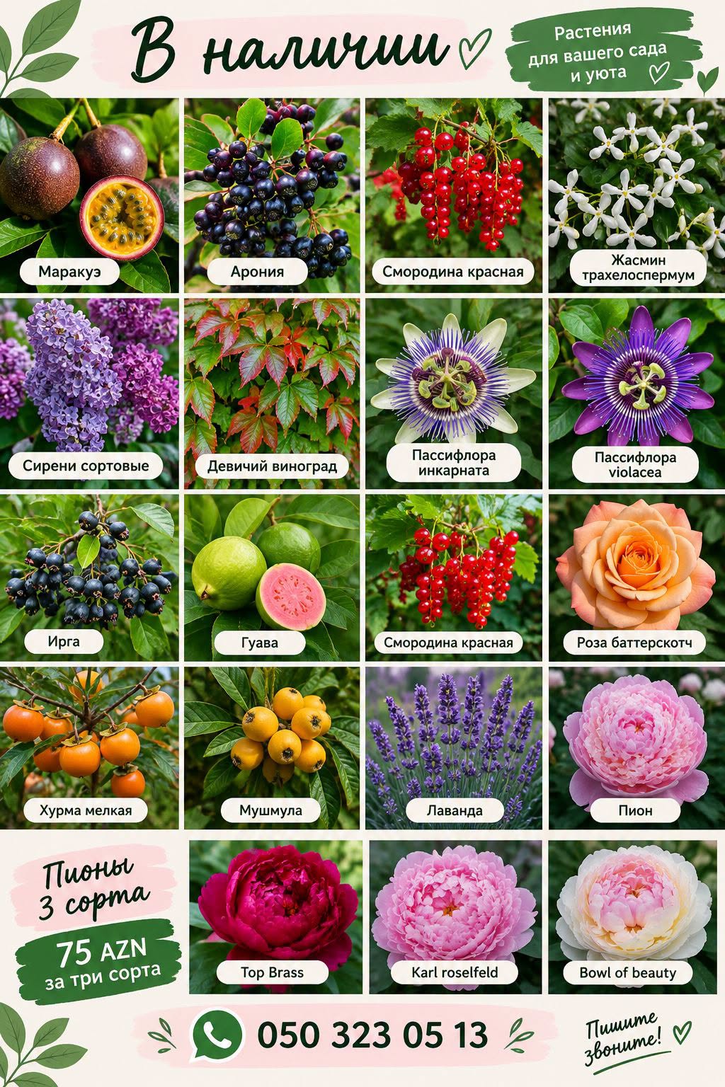 PLANTS IN STOCK! For — 75₼