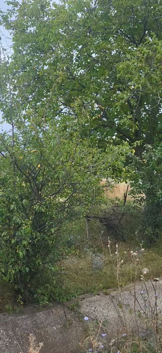 Arazi, Mtskheta — $18