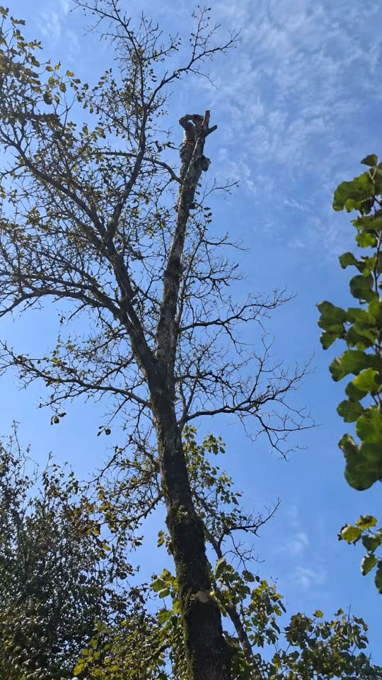 Բարի գալուստ ադմին, բարեւ ընկերներս 🌳 Կարիք ունեք