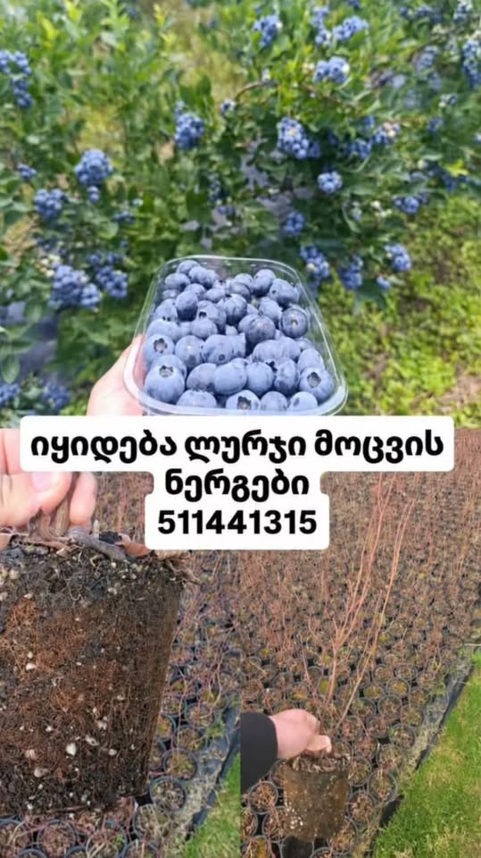 Mavi möcüz növləri satılır 🫐 bizə əlaqə saxlayın