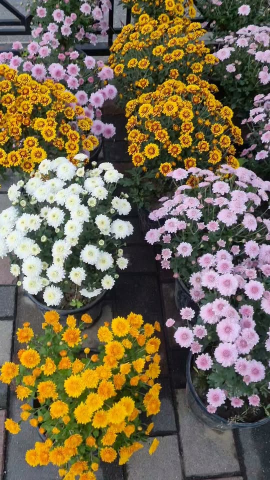 Bu gün 14 oktyabrda cırtdan multiflora xrizantemlər - 5₾