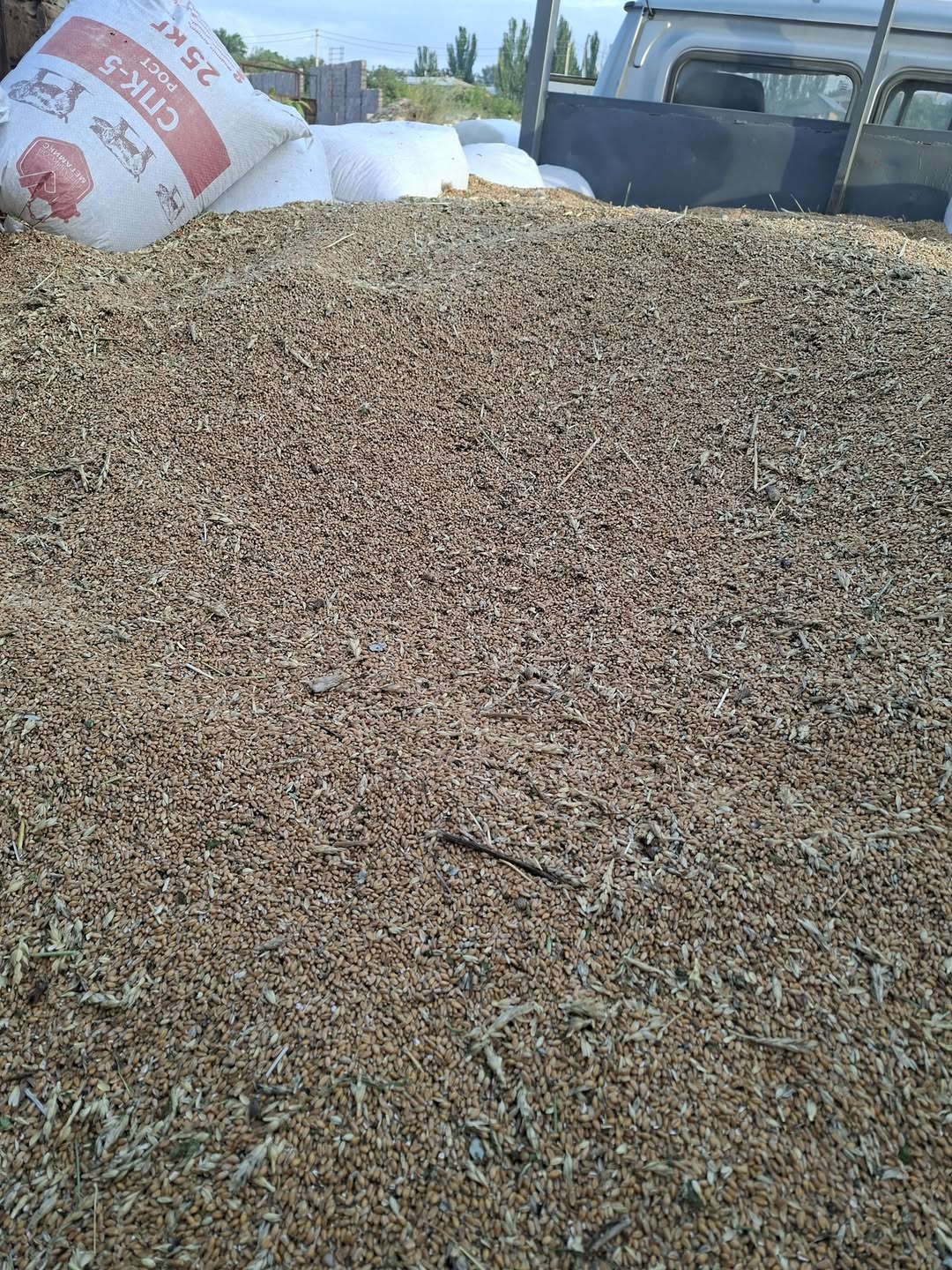 Buğday soruları için satılır