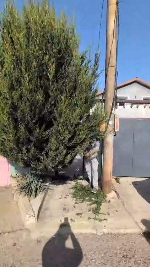 Ağaçların şekillendirilmesi her boyuttaki